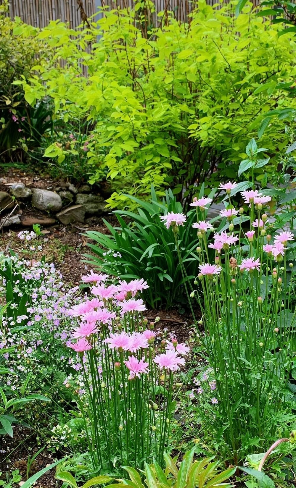 cottage garden