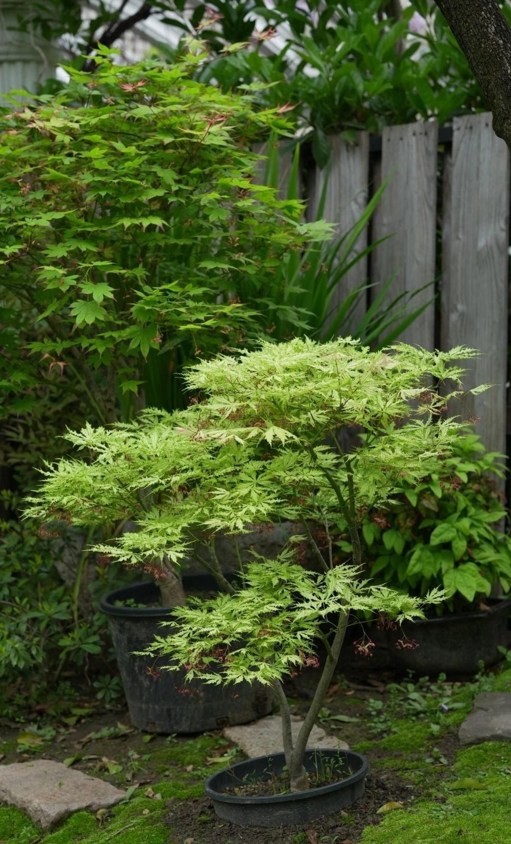 cottage garden