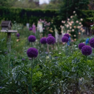 cottage garden